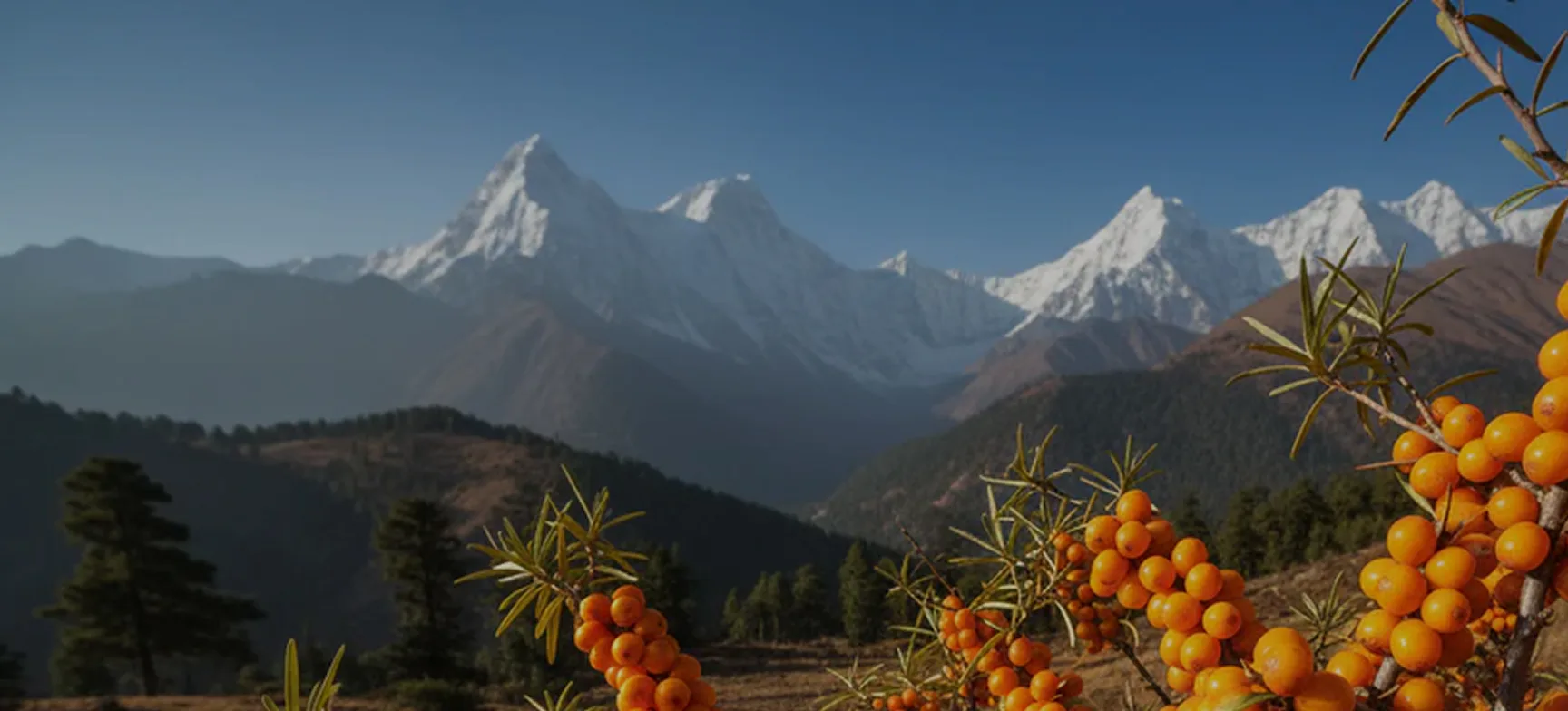 Himalayan landscape with sea buckthorn berries