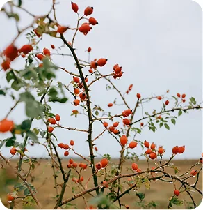 Mountain flora