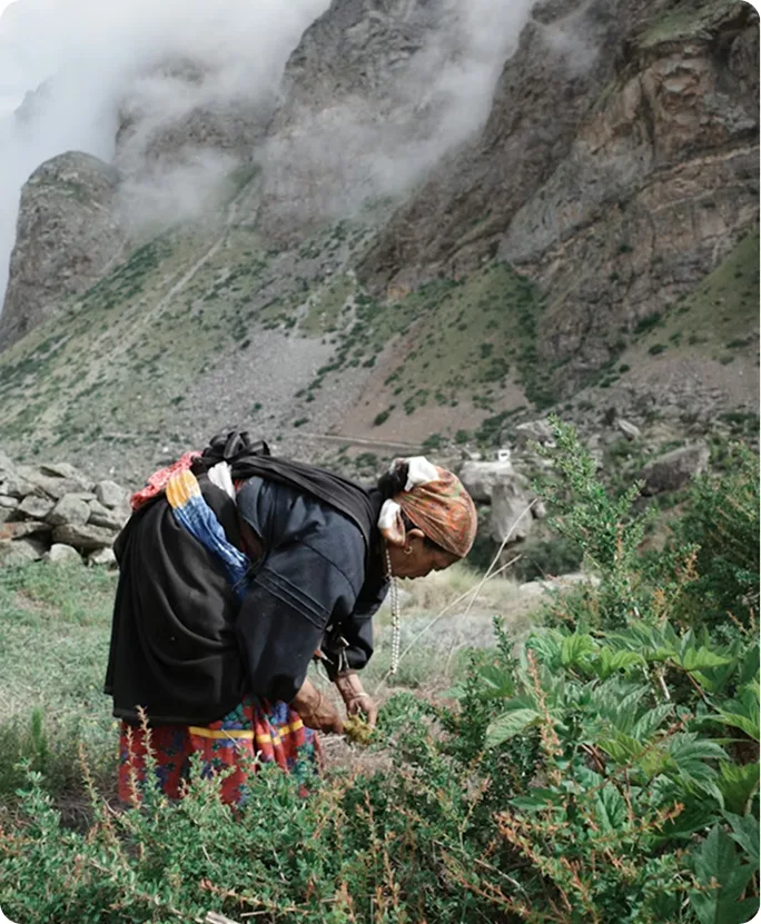 Himkul woman working in mountain fields